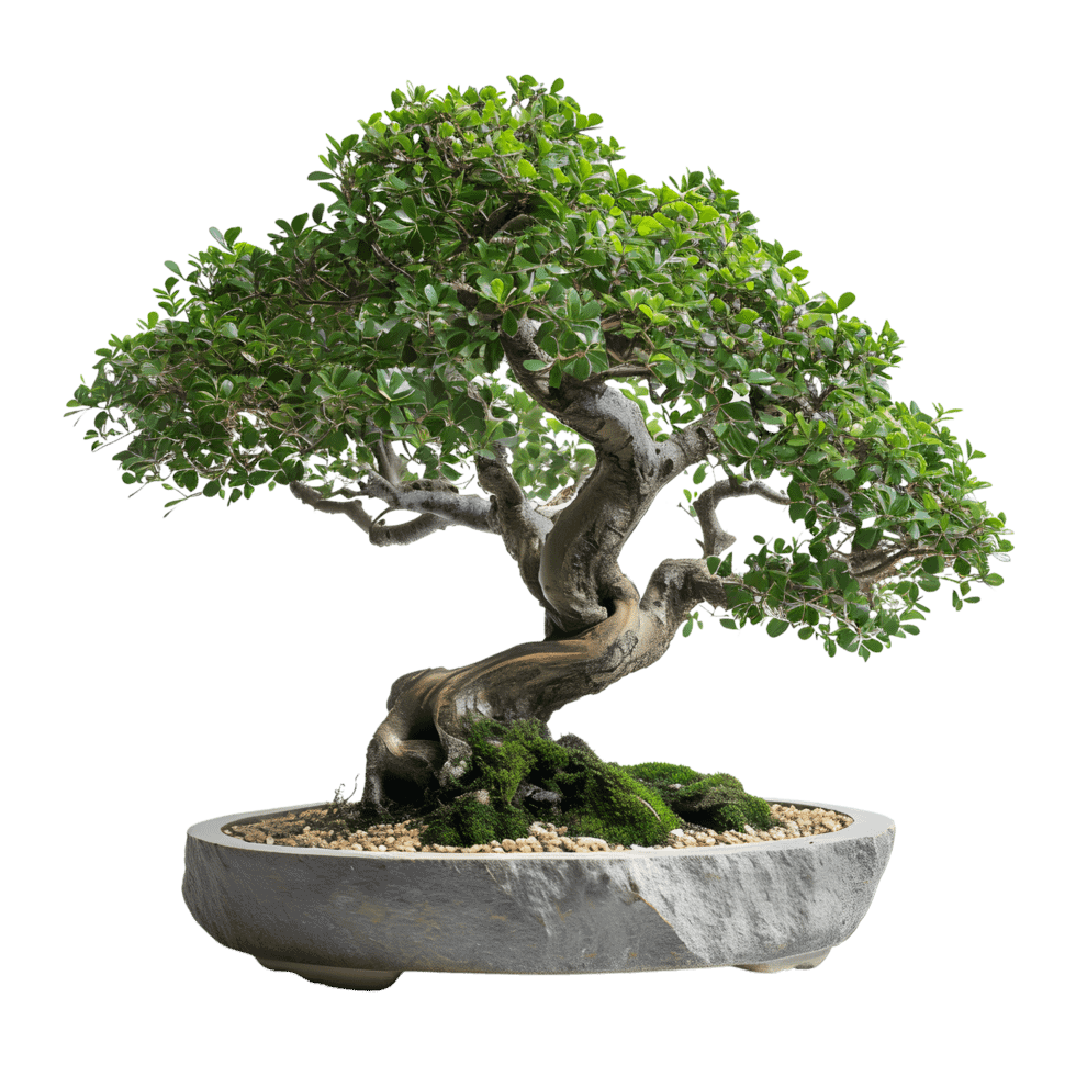 ai-generated-beautiful-bonsai-on-minimalistic-stone-surface-free-png